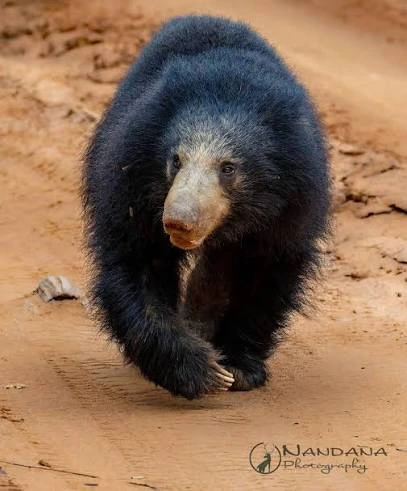 Sloth Bear on the Move