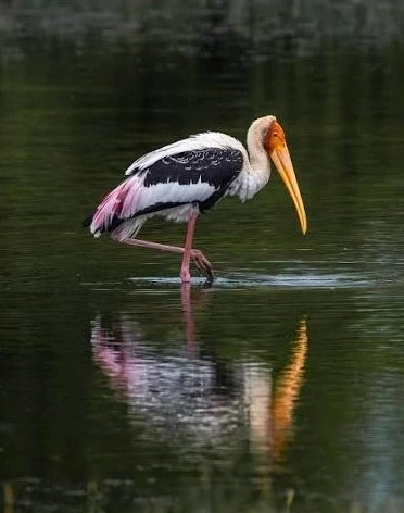 Bountiful Water Bird