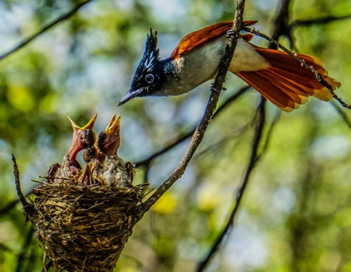 Bundala Bird Sanctuary