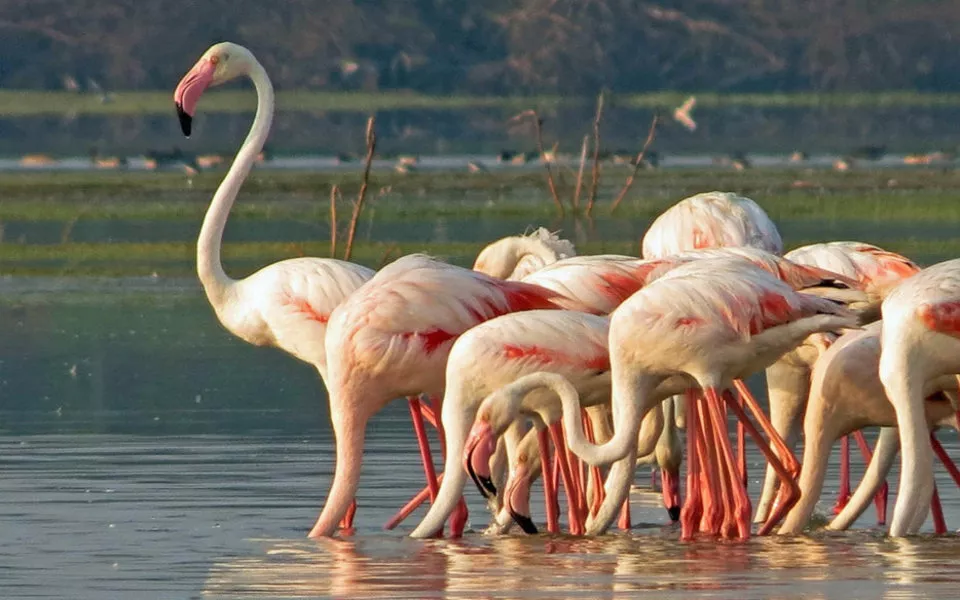 Greater Flamingos in Bundala