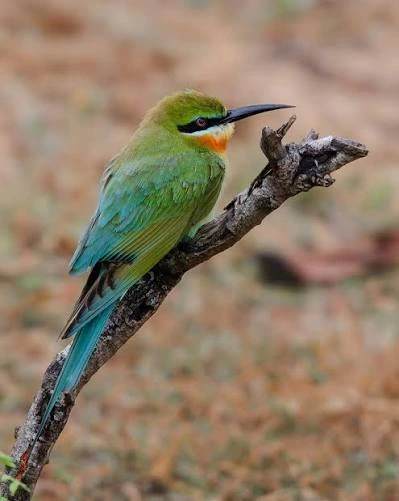 Green Bee-Eater