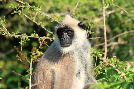 Grey Langur Monkey