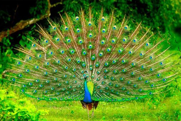 Peacock Opens Feathers