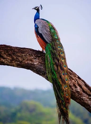 Peacock Resting in Tree