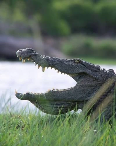 Mugger Crocodile