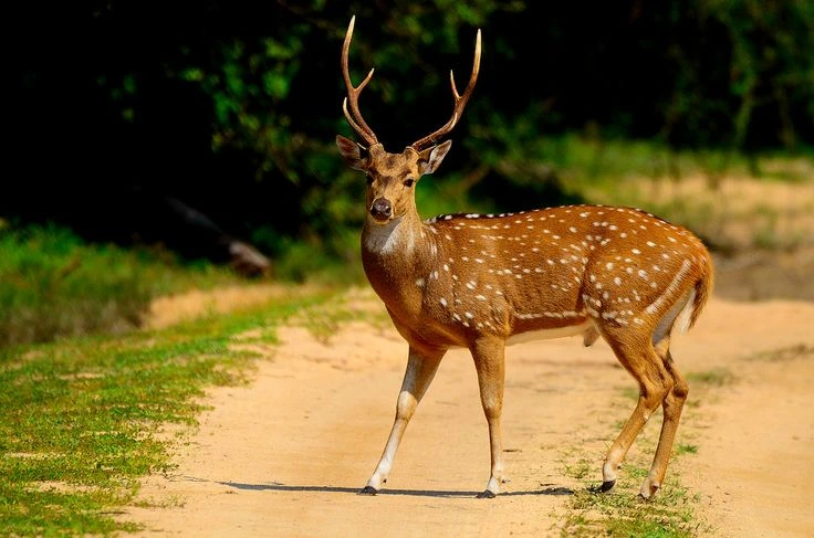 Spotted Deer Crossing