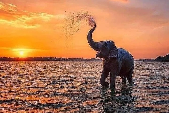 Elephant at Sunset
