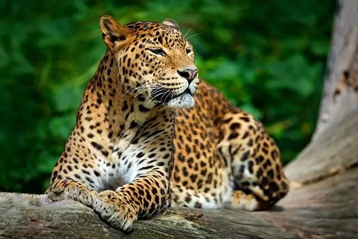 Leopard look at the Hunt