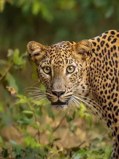 Sri Lankan Leopard Stare