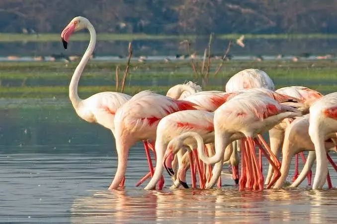 Bundala National Park
