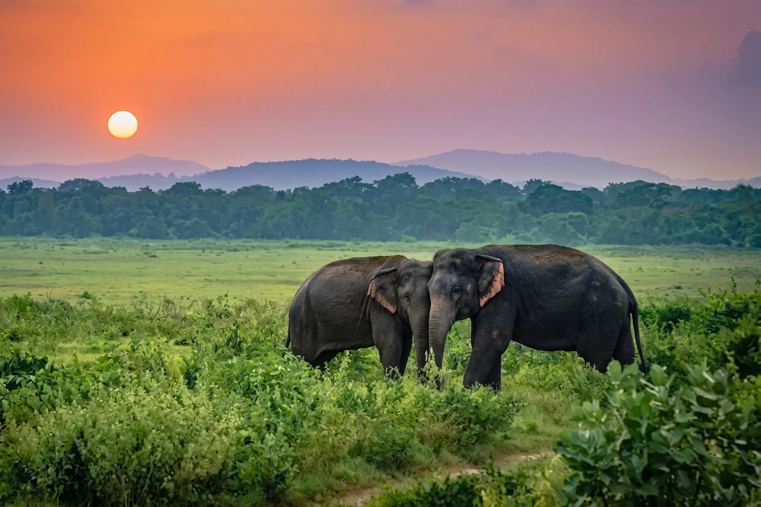Udawalawe National Park