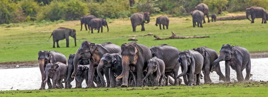 Udawalawe National Park