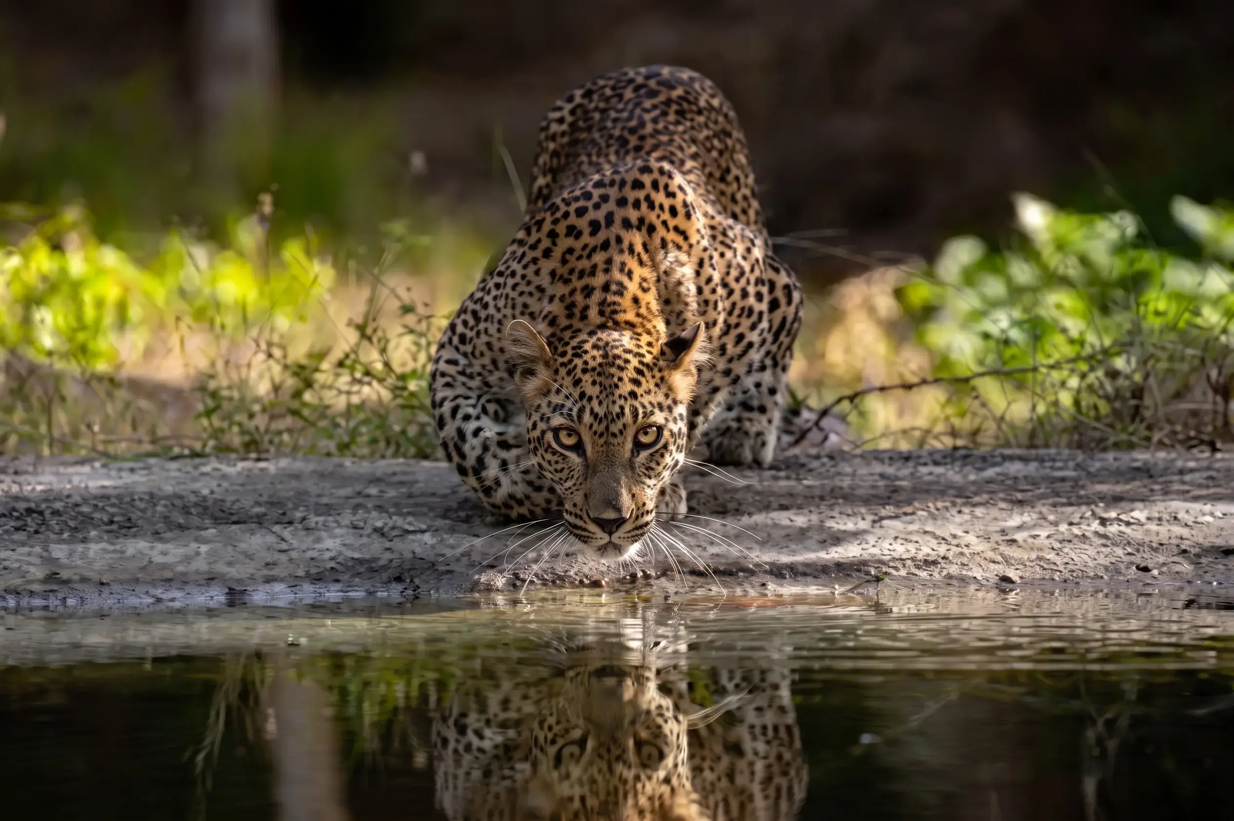 Yala National Park (Block-01)