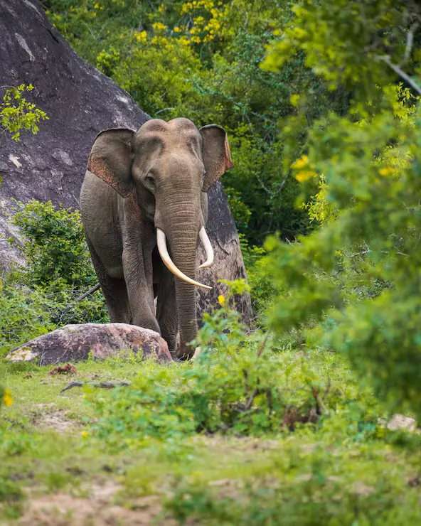Majestic Yala Tusker